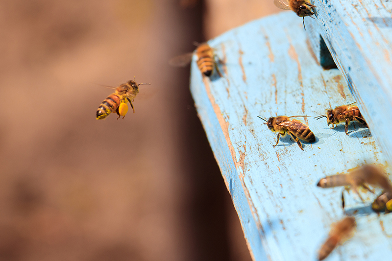 Abejas en la colmena