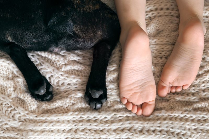 Animales domésticos y alergias